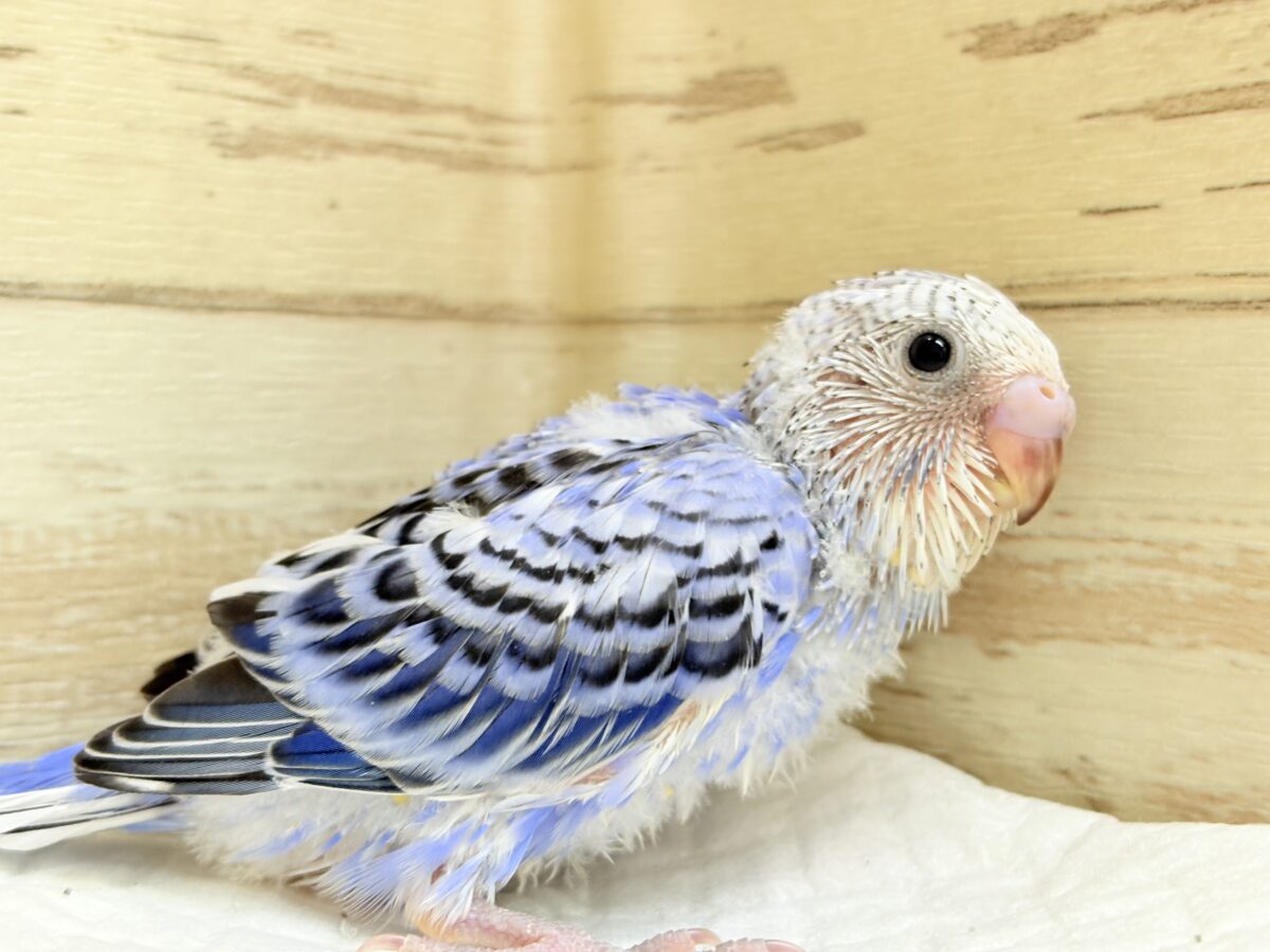 おめめきらきら🐣🫧セキセイインコ(オパーリン) ヒナ セキセイインコ