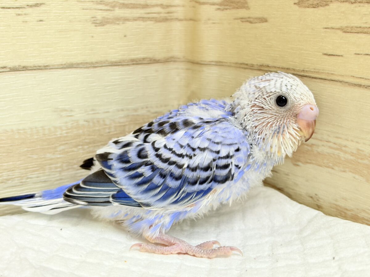 おめめきらきら🐣🫧セキセイインコ(オパーリン) ヒナ セキセイインコ