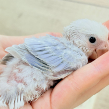 透明感たっぷりの淡カラー🐣🪻🫧コザクラインコ(ダイリュートバイオレットシナモンオパーリン) ヒナ