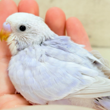 淡〜い色味の魅力は底なし𓈒𓏸︎︎︎︎ 𓈒𓂂𓏸セキセイインコ(ライラック) ヒナ