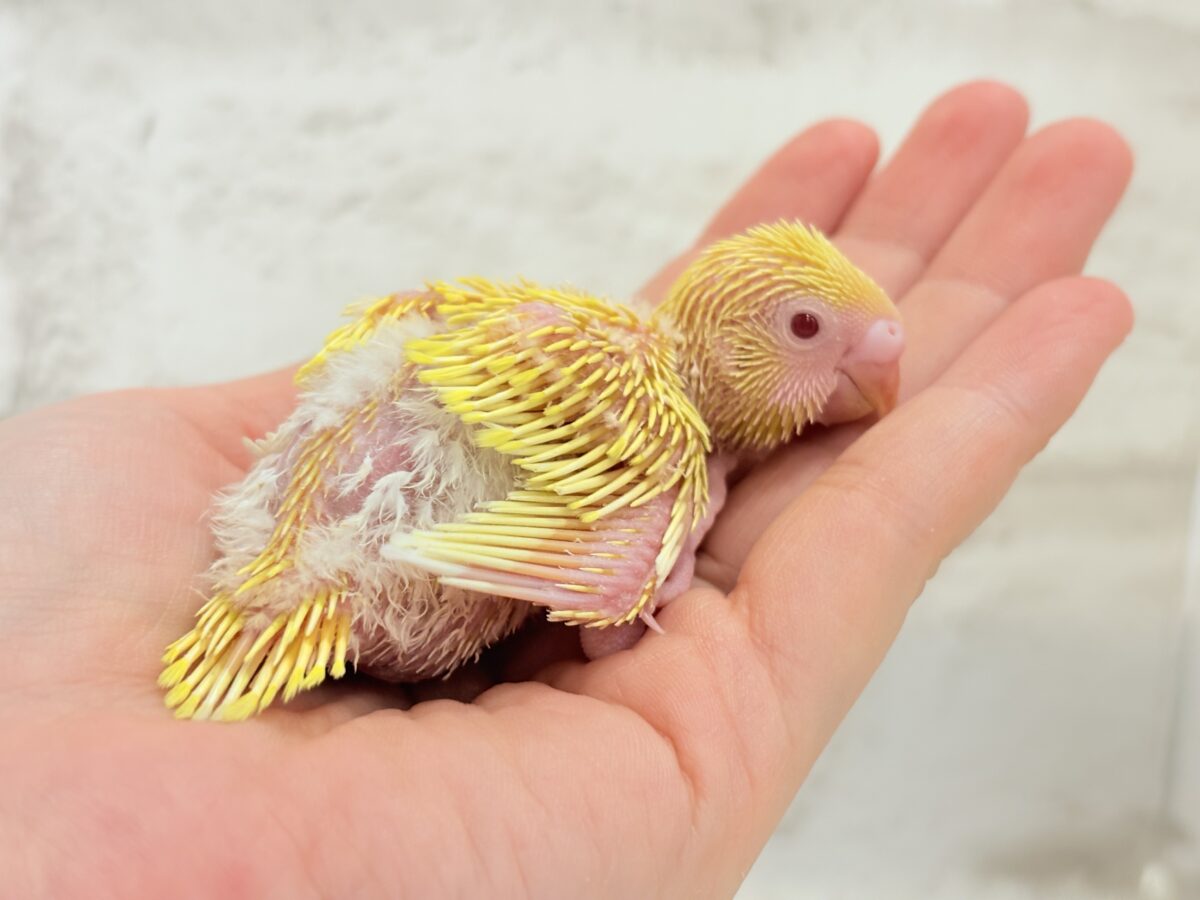 まっきっ黄色のひよこちゃん🐣💛セキセイインコ(ルチノー) ヒナ セキセイインコ