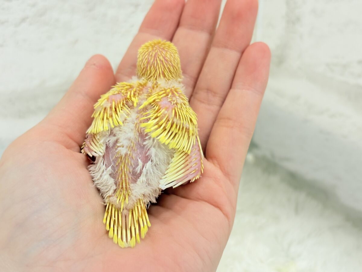 まっきっ黄色のひよこちゃん🐣💛セキセイインコ(ルチノー) ヒナ セキセイインコ