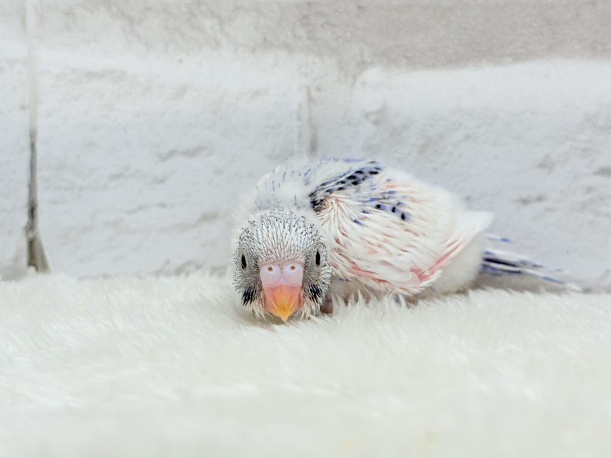 カメラ目線が得意なんですっ♥セキセイインコ(パイド) ヒナ セキセイインコ
