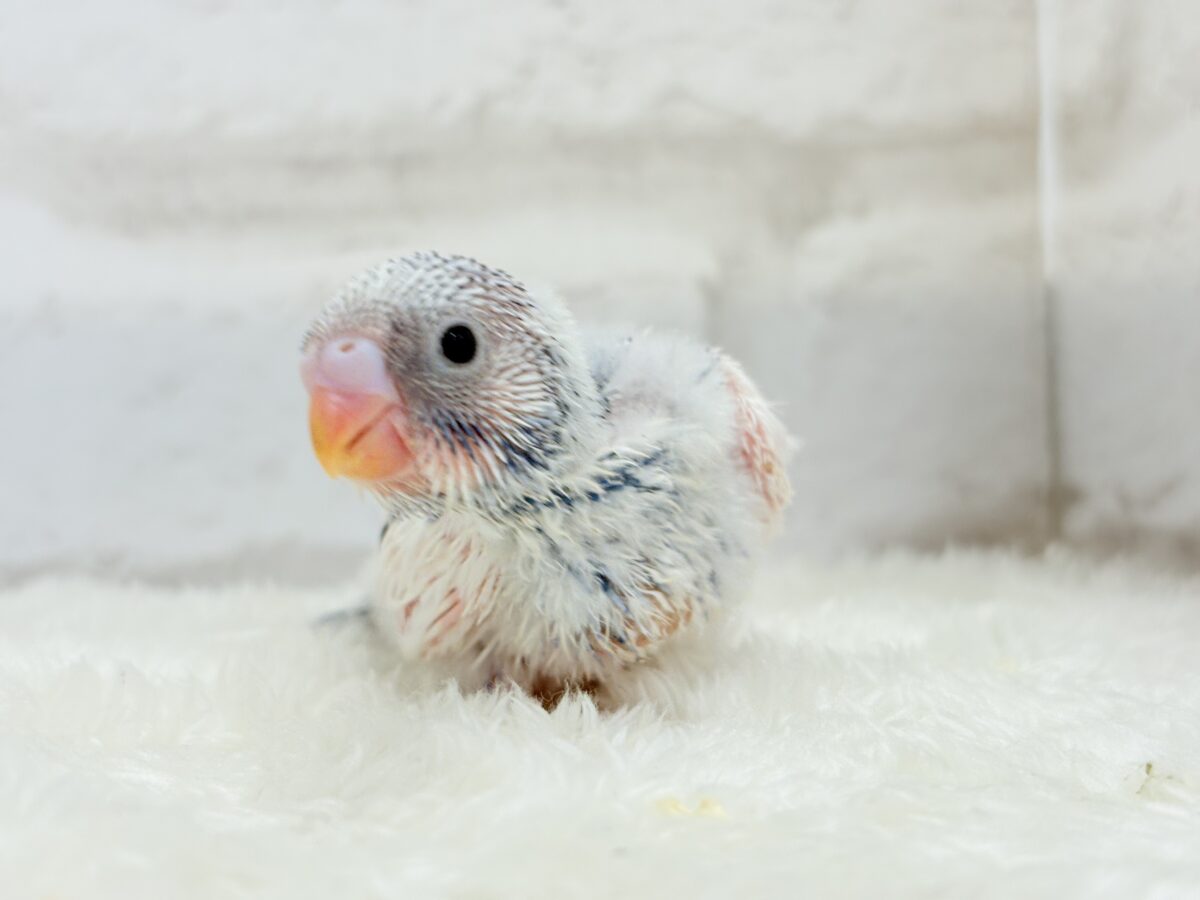 カメラ目線が得意なんですっ♥セキセイインコ(パイド) ヒナ セキセイインコ