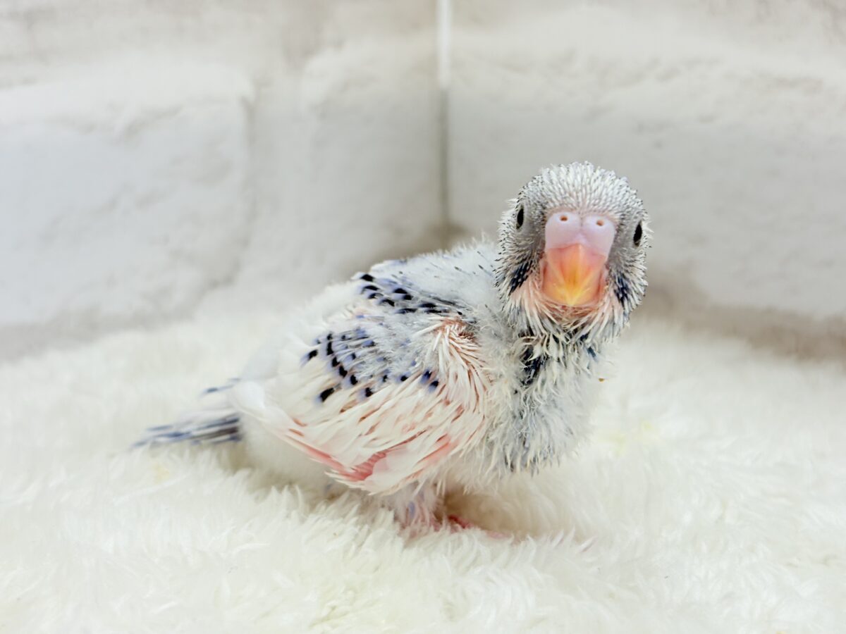 カメラ目線が得意なんですっ♥セキセイインコ(パイド) ヒナ セキセイインコ