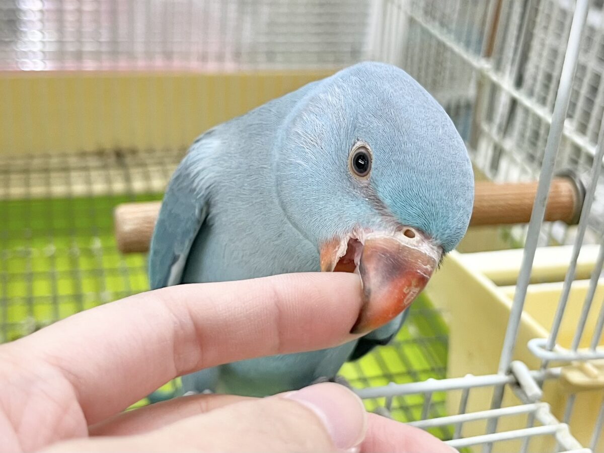 ワカケホンセイインコ（月の輪インコ）