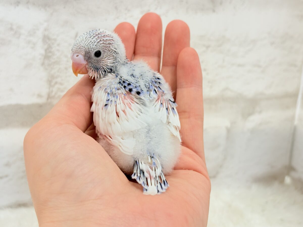 カメラ目線が得意なんですっ♥セキセイインコ(パイド) ヒナ セキセイインコ