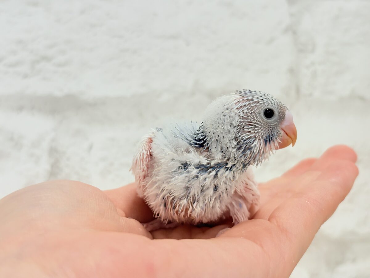 カメラ目線が得意なんですっ♥セキセイインコ(パイド) ヒナ セキセイインコ
