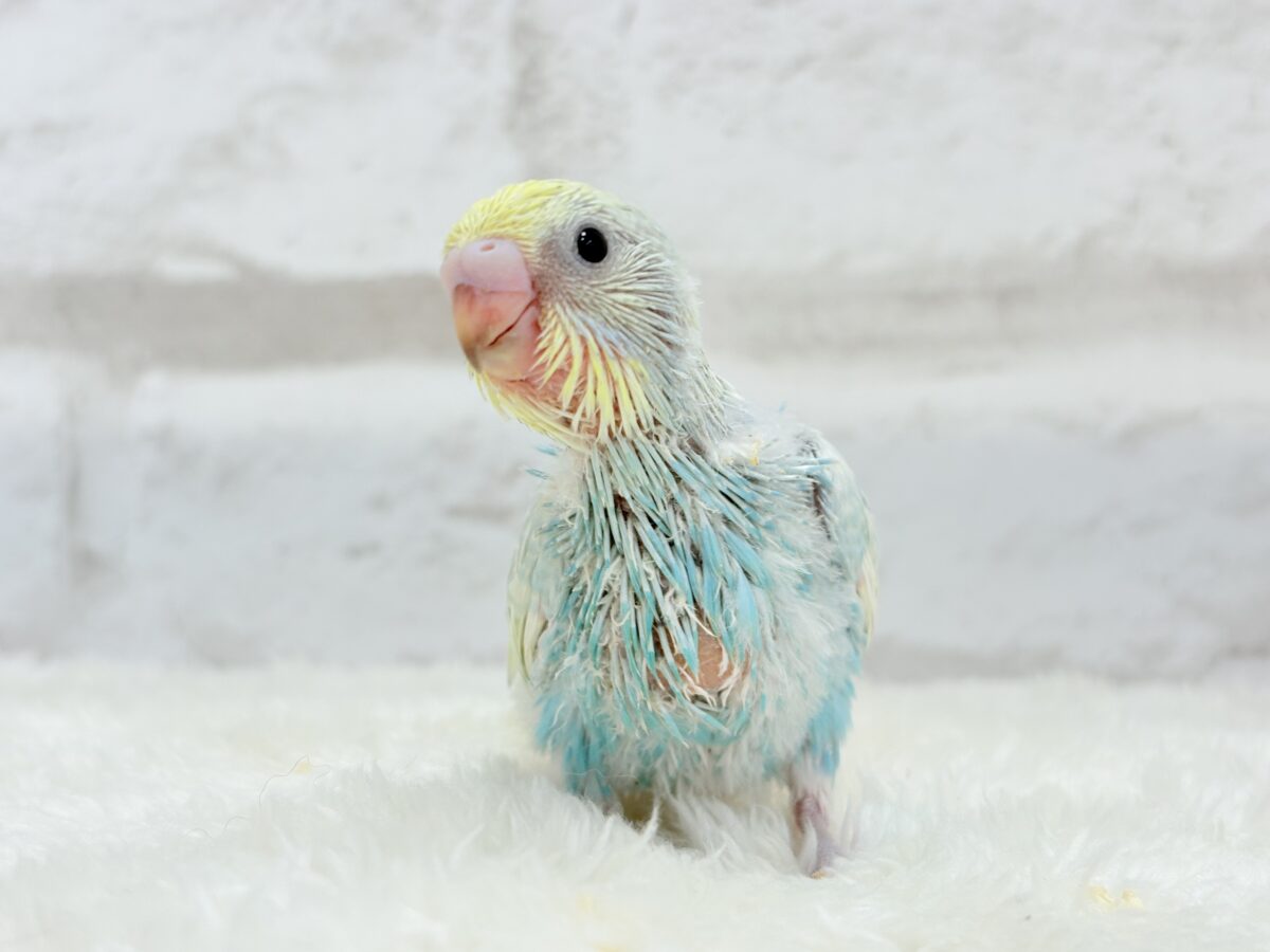 しゅわしゅわっとソーダちゃん🐣🫧セキセイインコ(パステルレインボー) ヒナ セキセイインコ
