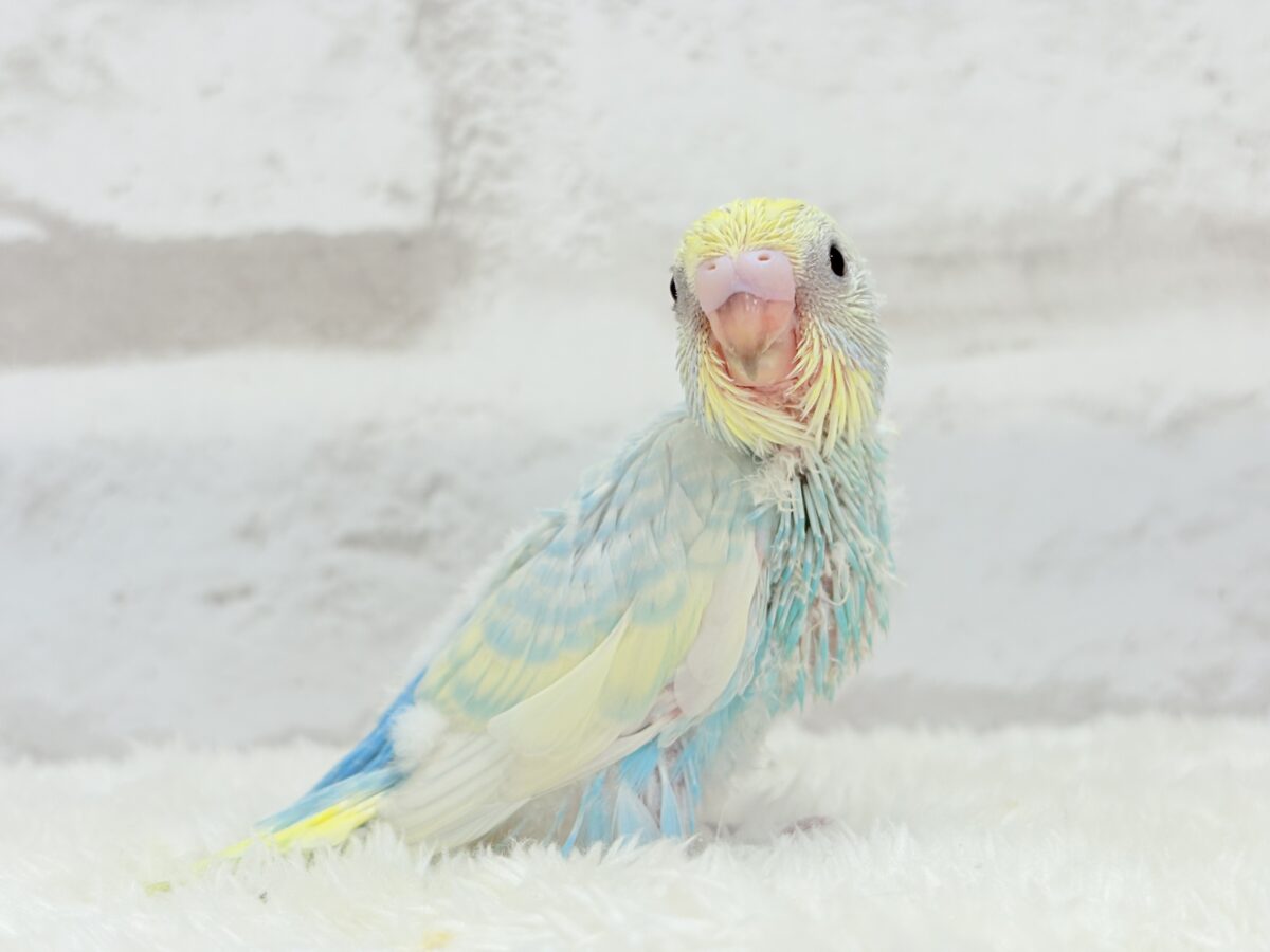 しゅわしゅわっとソーダちゃん🐣🫧セキセイインコ(パステルレインボー) ヒナ セキセイインコ