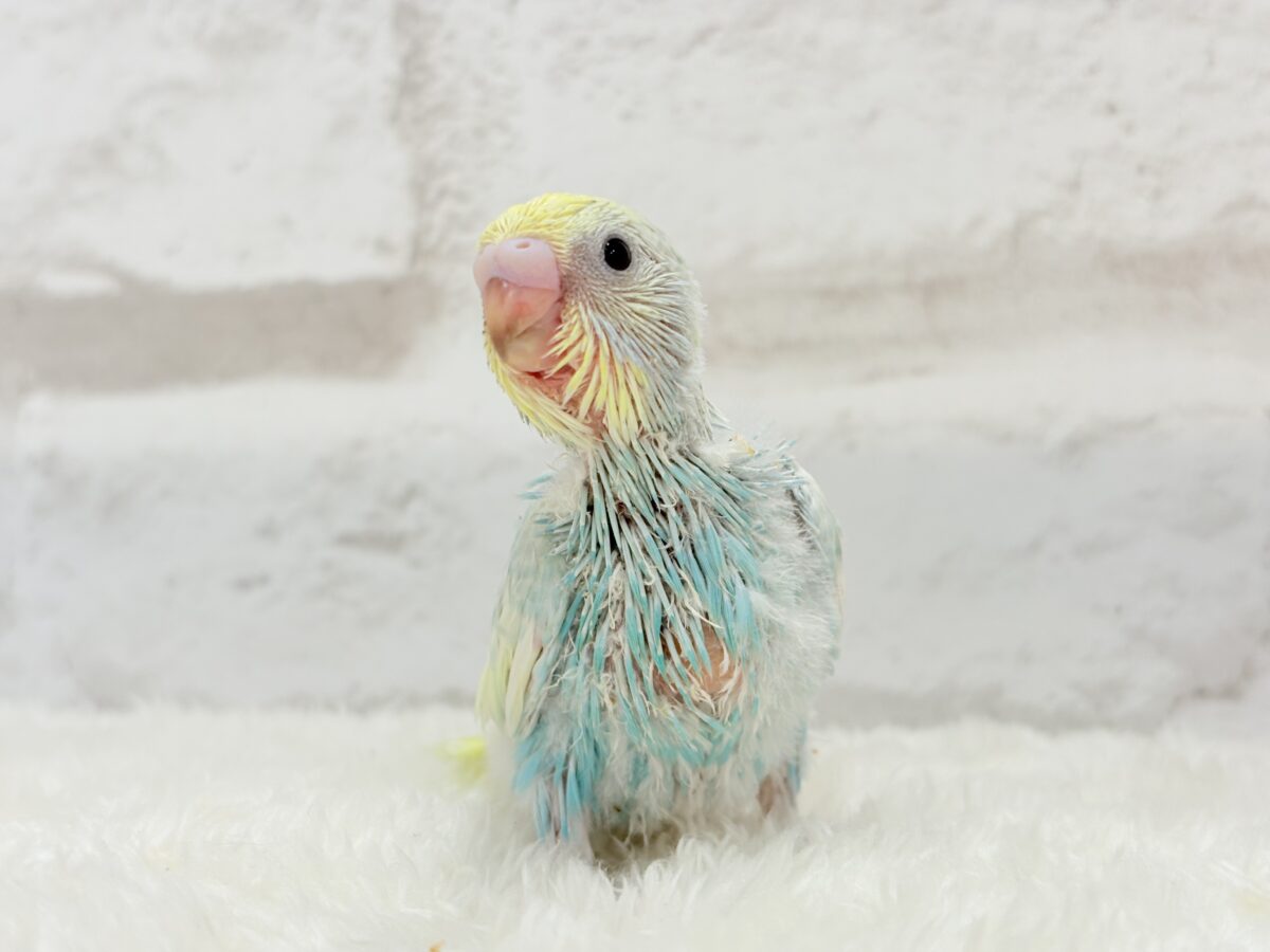 しゅわしゅわっとソーダちゃん🐣🫧セキセイインコ(パステルレインボー) ヒナ セキセイインコ
