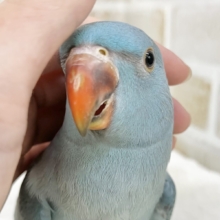【🆙最新画像あり‼️】目指せおしゃべりバード🦜🩵✨　ワカケホンセイインコ（ブルー）