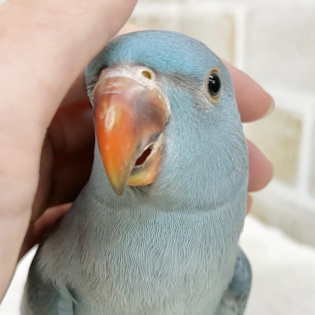 【🆙最新画像あり‼️】目指せおしゃべりバード🦜🩵✨　ワカケホンセイインコ（ブルー）