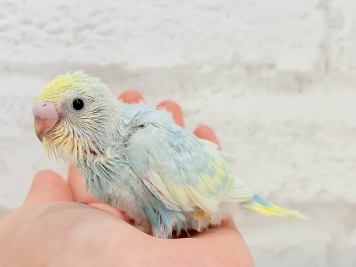 しゅわしゅわっとソーダちゃん🐣🫧セキセイインコ(パステルレインボー) ヒナ セキセイインコ