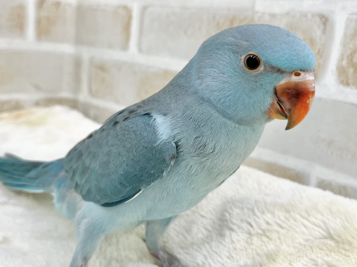 ワカケホンセイインコ（月の輪インコ）