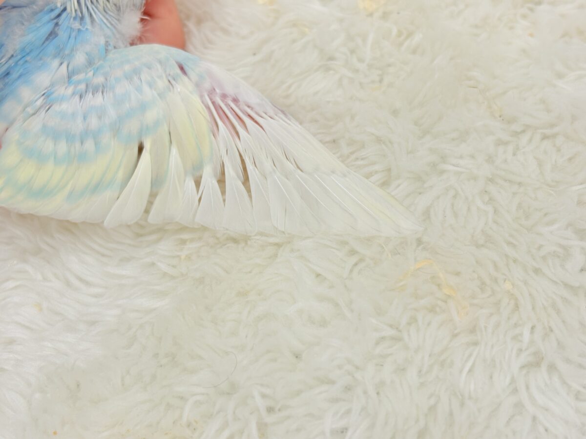 しゅわしゅわっとソーダちゃん🐣🫧セキセイインコ(パステルレインボー) ヒナ セキセイインコ