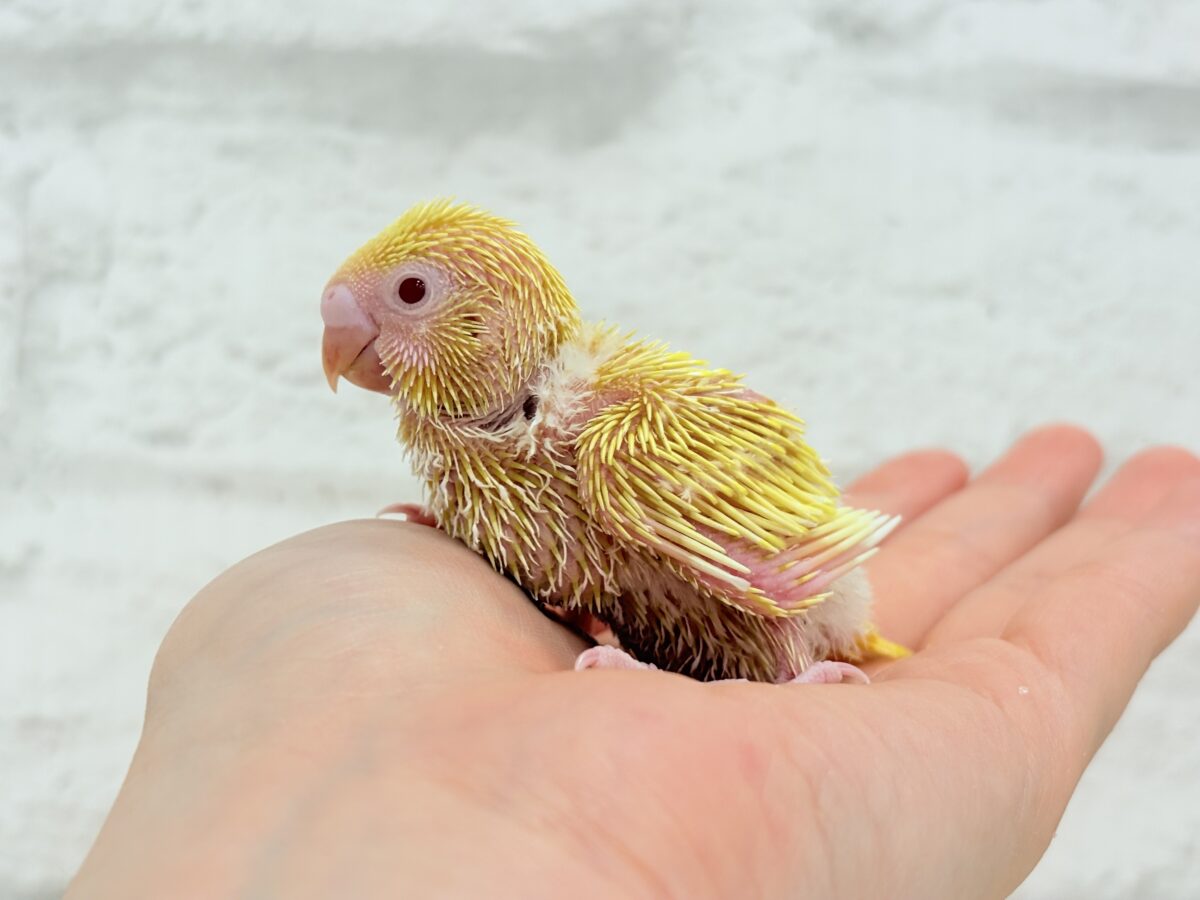 まっきっ黄色のひよこちゃん🐣💛セキセイインコ(ルチノー) ヒナ セキセイインコ