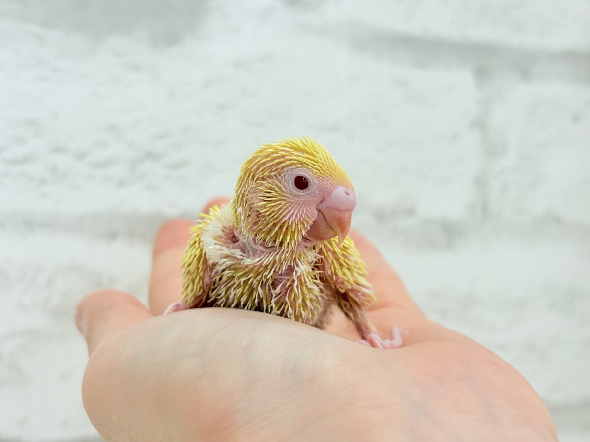 まっきっ黄色のひよこちゃん🐣💛セキセイインコ(ルチノー) ヒナ セキセイインコ