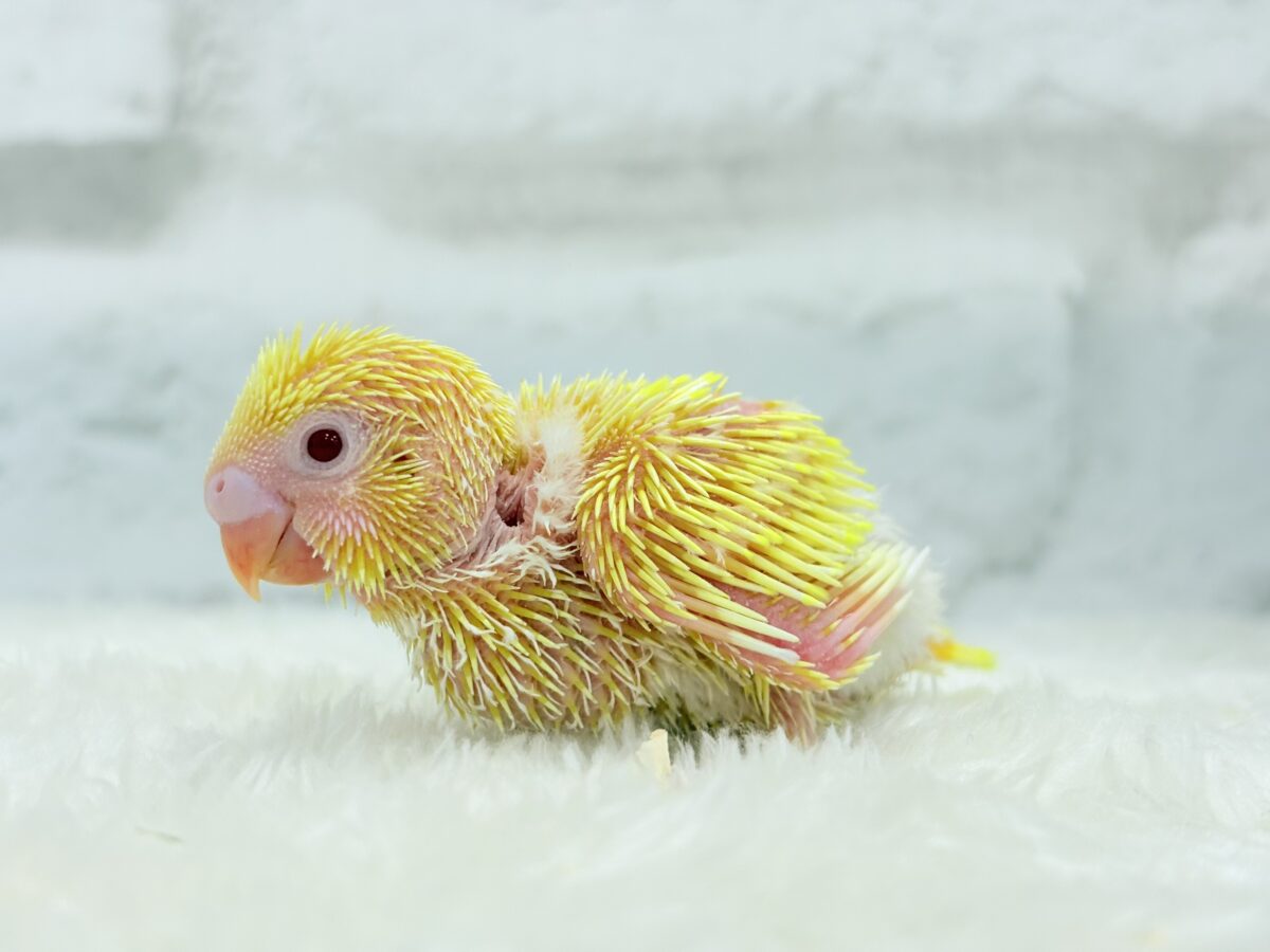 まっきっ黄色のひよこちゃん🐣💛セキセイインコ(ルチノー) ヒナ セキセイインコ