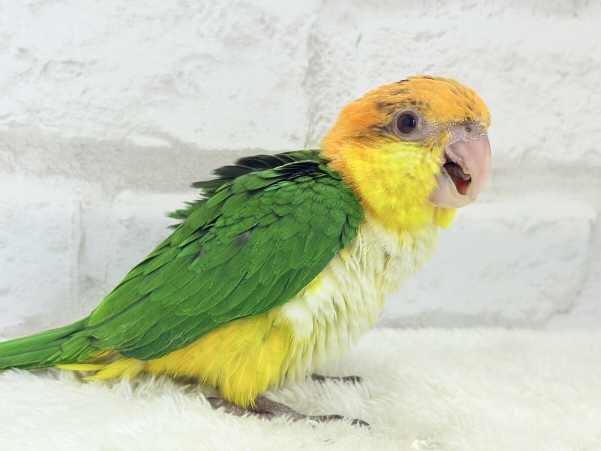 【最新画像更新🪄もうすぐひとり餌☆】元気印🪅みかん頭の甘えんぼ🍊💖シロハラインコ ヒナ シロハラインコ