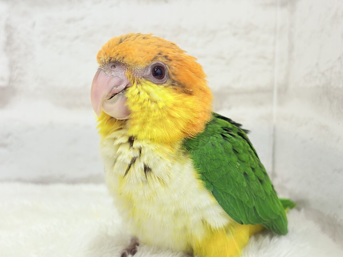 【最新画像更新🪄もうすぐひとり餌☆】元気印🪅みかん頭の甘えんぼ🍊💖シロハラインコ ヒナ シロハラインコ