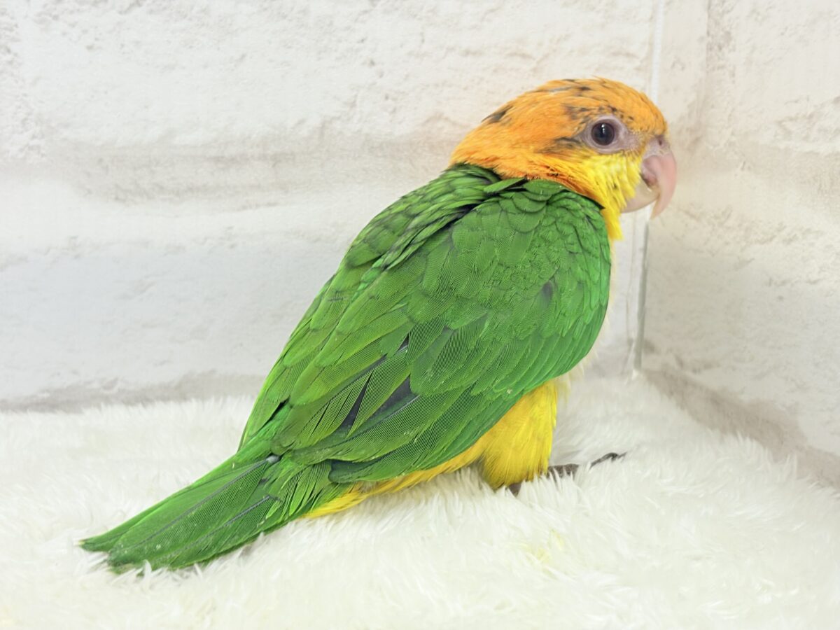 【最新画像更新🪄もうすぐひとり餌☆】元気印🪅みかん頭の甘えんぼ🍊💖シロハラインコ ヒナ シロハラインコ