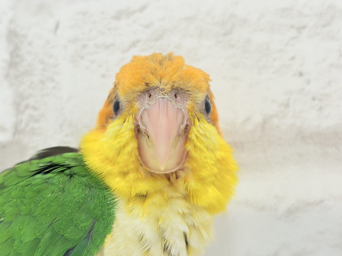 【最新画像更新🪄もうすぐひとり餌☆】元気印🪅みかん頭の甘えんぼ🍊💖シロハラインコ ヒナ シロハラインコ