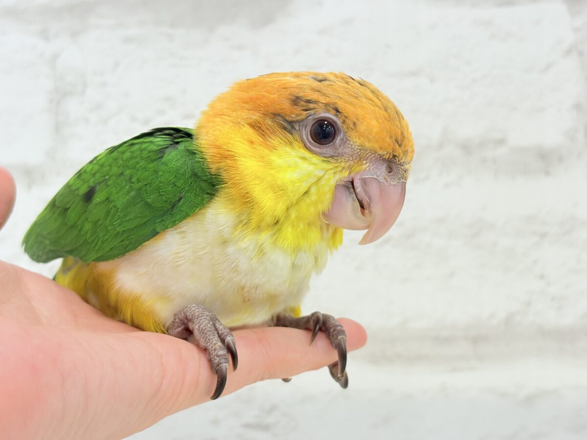 【最新画像更新🪄もうすぐひとり餌☆】元気印🪅みかん頭の甘えんぼ🍊💖シロハラインコ ヒナ シロハラインコ