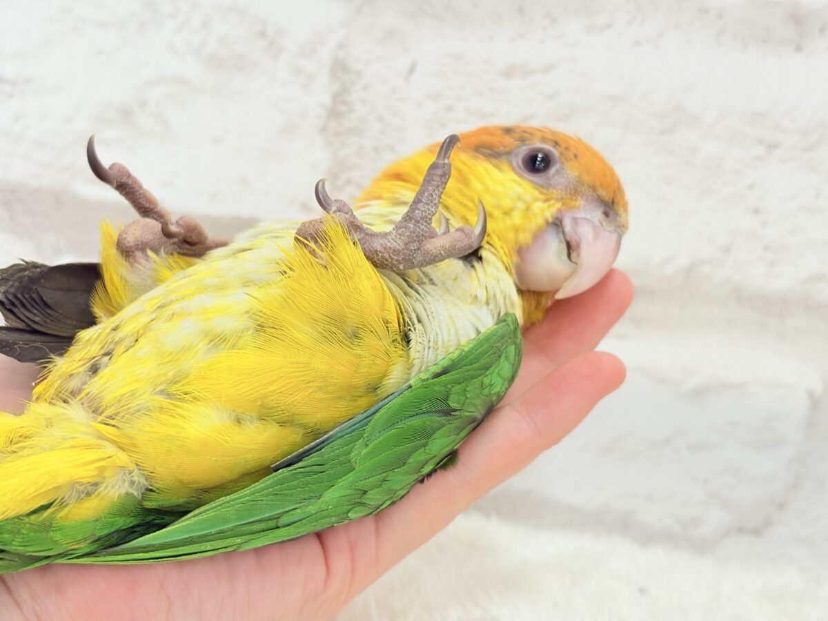 【最新画像更新🪄もうすぐひとり餌☆】元気印🪅みかん頭の甘えんぼ🍊💖シロハラインコ ヒナ シロハラインコ