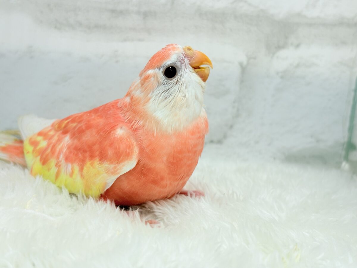 アキクサインコ（秋草インコ）