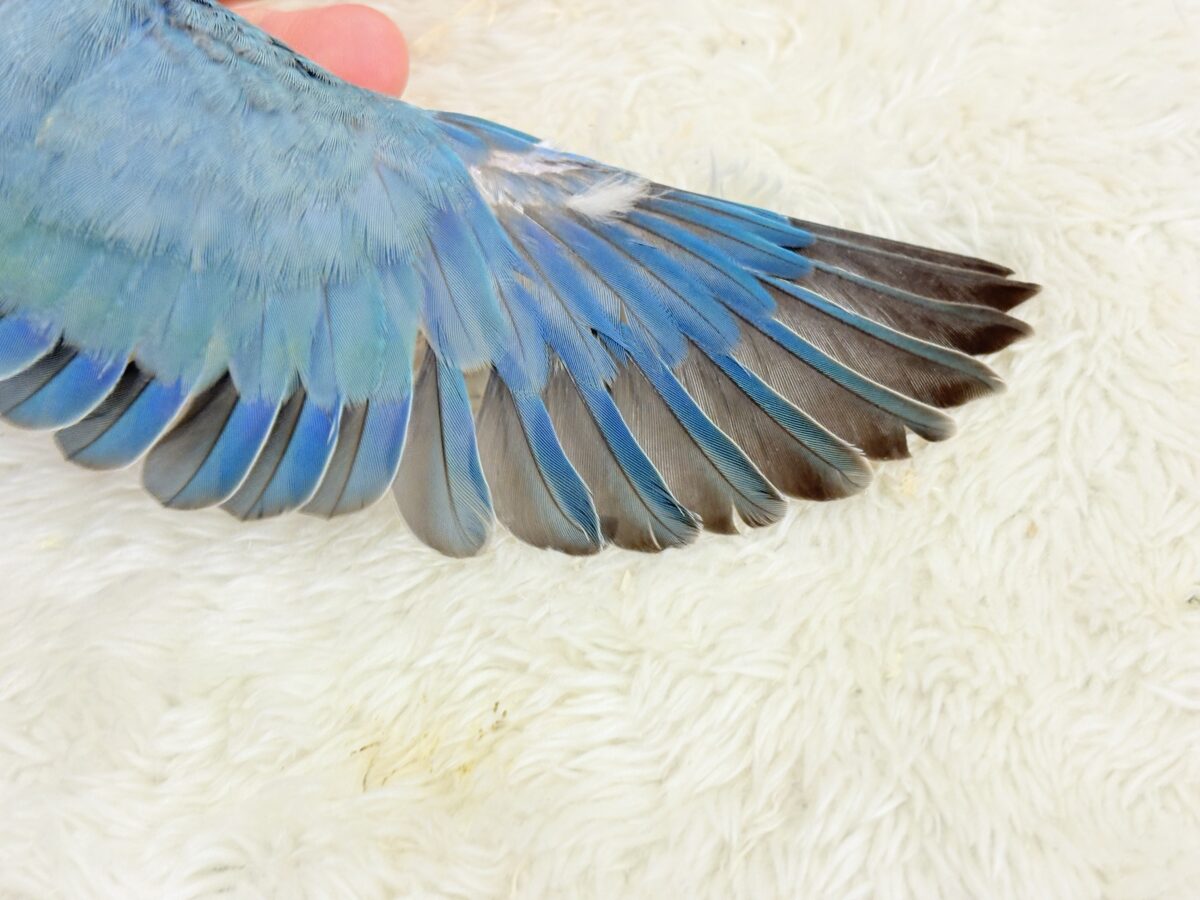 【最新画像更新🪄】ふか〜い海の青さ広がる🐣🌊💫コザクラインコ(ブルーチェリー) ヒナ コザクラインコ(小桜インコ)