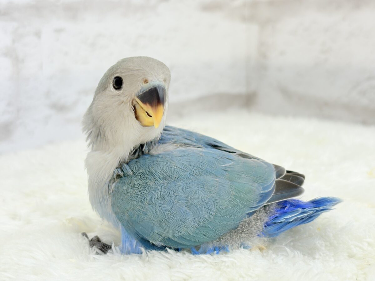 【最新画像更新🪄】ふか〜い海の青さ広がる🐣🌊💫コザクラインコ(ブルーチェリー) ヒナ コザクラインコ(小桜インコ)