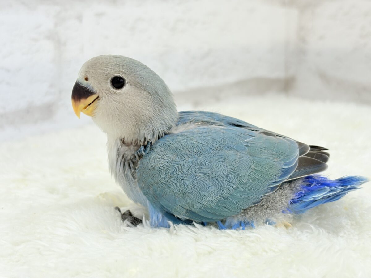 【最新画像更新🪄】ふか〜い海の青さ広がる🐣🌊💫コザクラインコ(ブルーチェリー) ヒナ コザクラインコ(小桜インコ)