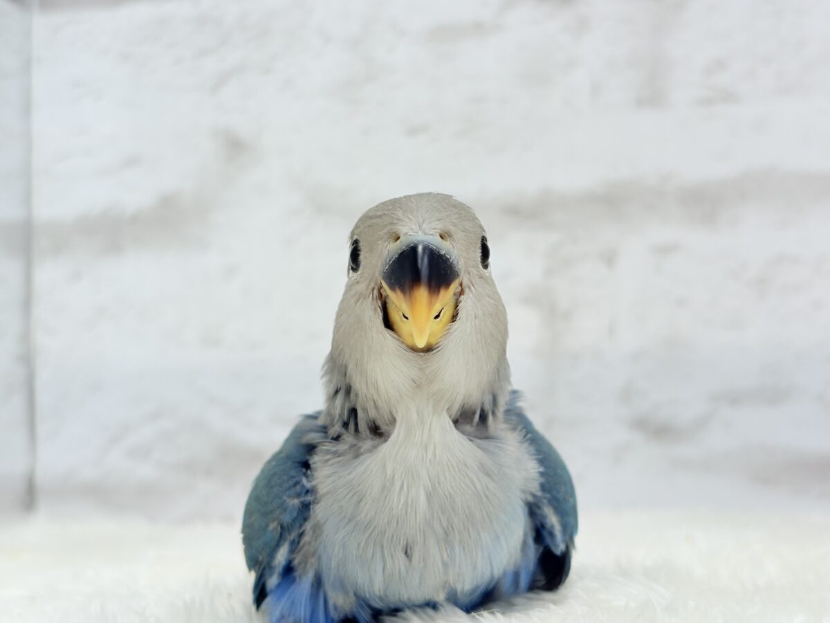【最新画像更新🪄】ふか〜い海の青さ広がる🐣🌊💫コザクラインコ(ブルーチェリー) ヒナ コザクラインコ(小桜インコ)