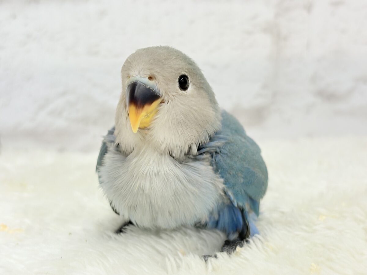 【最新画像更新🪄】ふか〜い海の青さ広がる🐣🌊💫コザクラインコ(ブルーチェリー) ヒナ コザクラインコ(小桜インコ)