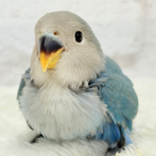 【最新画像更新🪄】ふか〜い海の青さ広がる🐣🌊💫コザクラインコ(ブルーチェリー) ヒナ