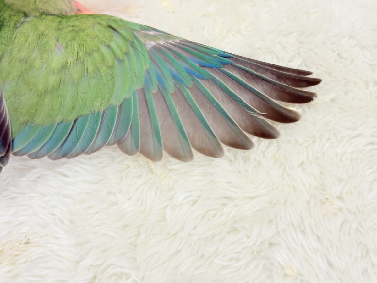 コザクラインコ（小桜インコ）