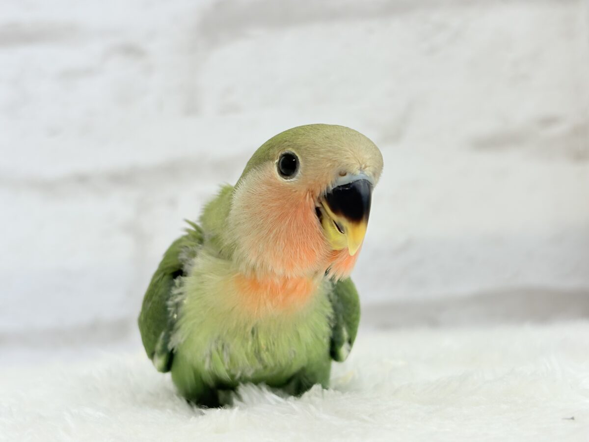 コザクラインコ（小桜インコ）