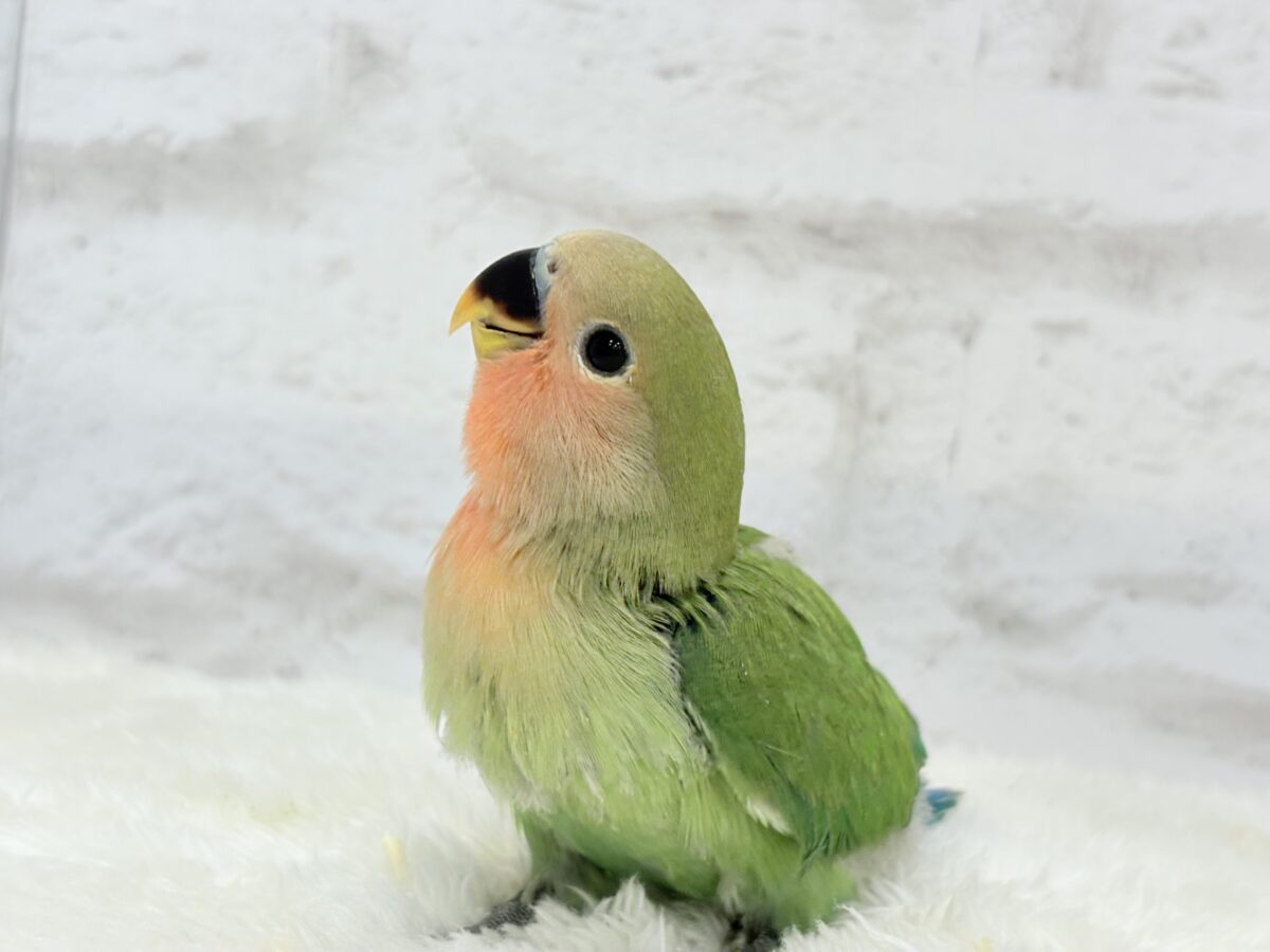 コザクラインコ（小桜インコ）