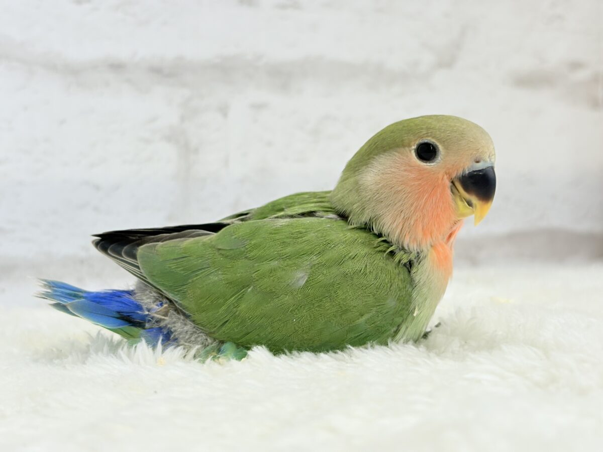 コザクラインコ（小桜インコ）
