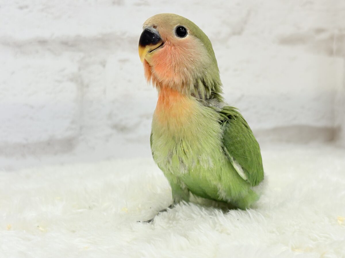 コザクラインコ（小桜インコ）