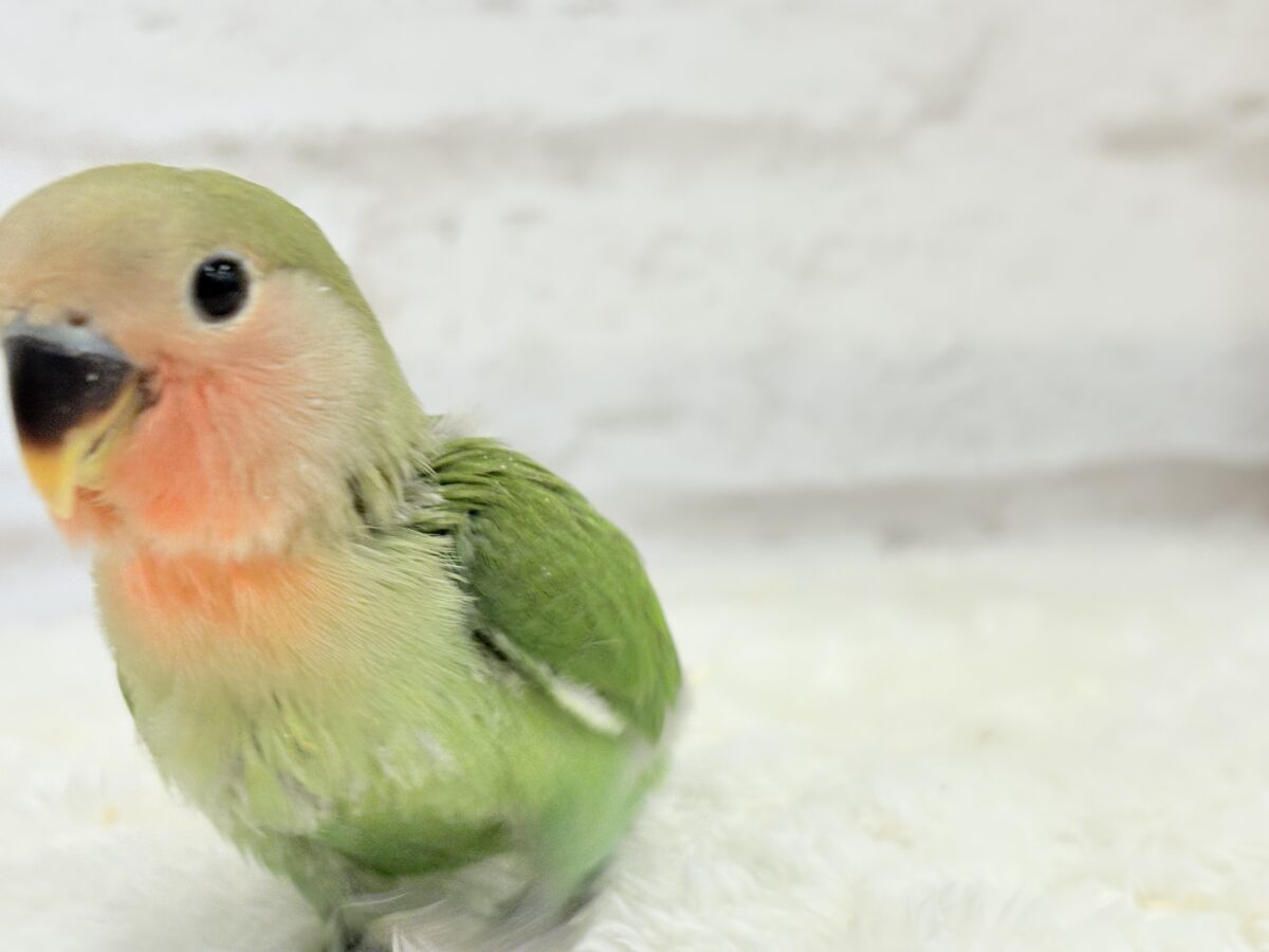 コザクラインコ（小桜インコ）