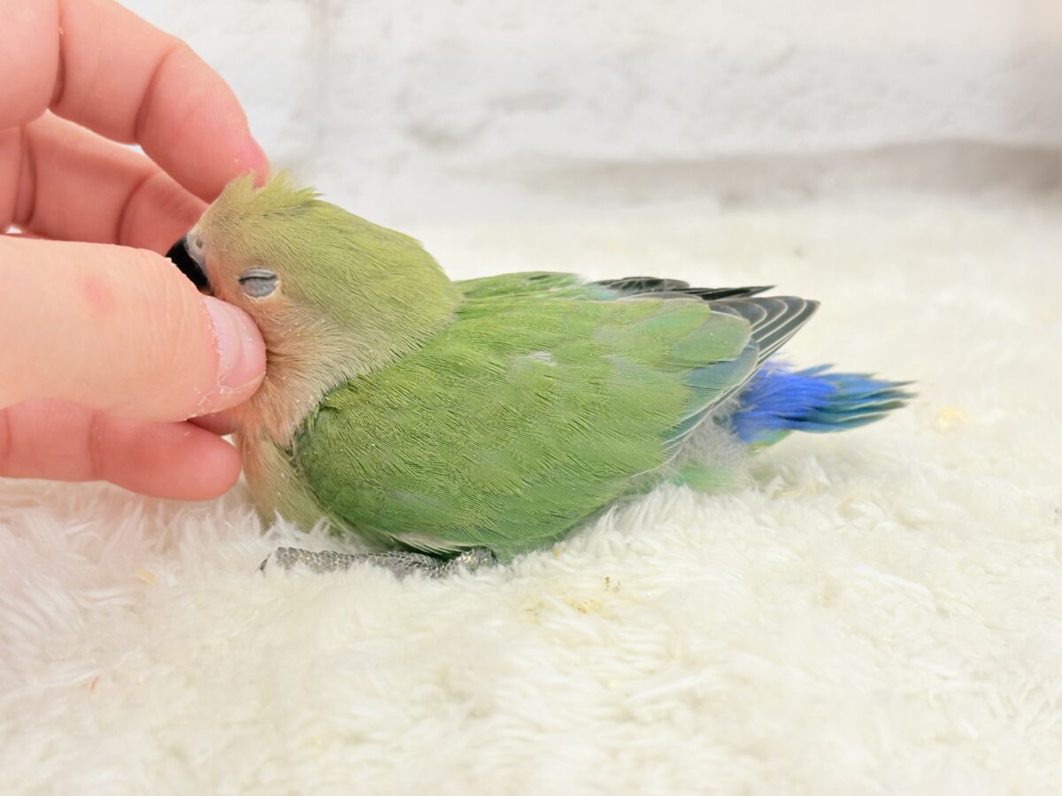 コザクラインコ（小桜インコ）