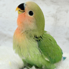 【最新画像更新🪄】わた毛たっぷりヒナヒナちゃん🐣💖コザクラインコ(ノーマル) ヒナ