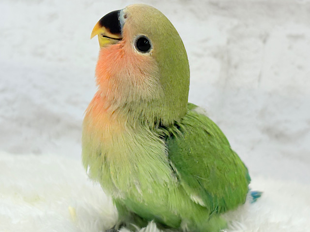 【最新画像更新🪄】わた毛たっぷりヒナヒナちゃん🐣💖コザクラインコ(ノーマル) ヒナ