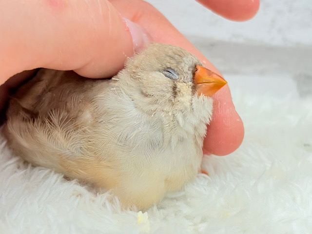 【最新画像更新🪄もうすぐひとり餌‪☆】むっちむちのラテカラー🐥☕️ジャンボキンカチョウ(フォーン) ヒナ