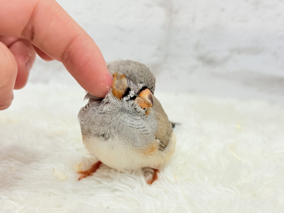 ジャンボキンカチョウ
