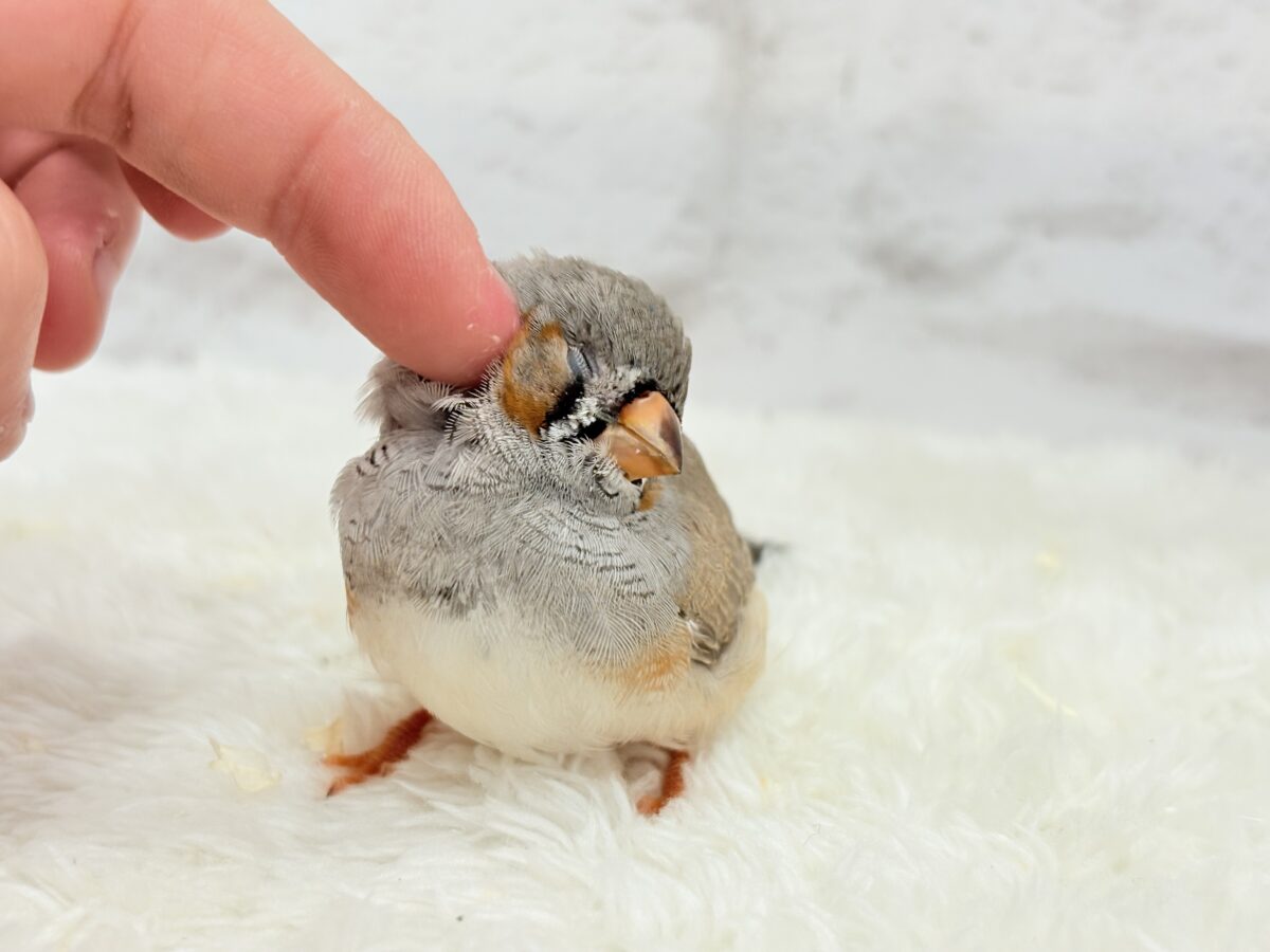 ジャンボキンカチョウ