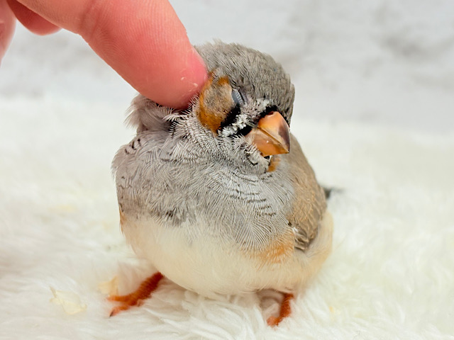 【最新画像更新🪄もうすぐひとり餌‪☆】わた毛ファッサー🐣🪶ジャンボキンカチョウ ヒナ
