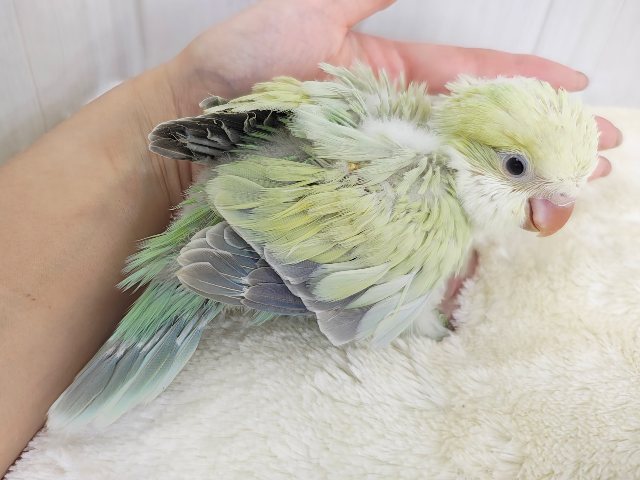 ケケケケっ✨ピスタチオカラーの綺麗すぎるオキナインコさん入荷しました❤️